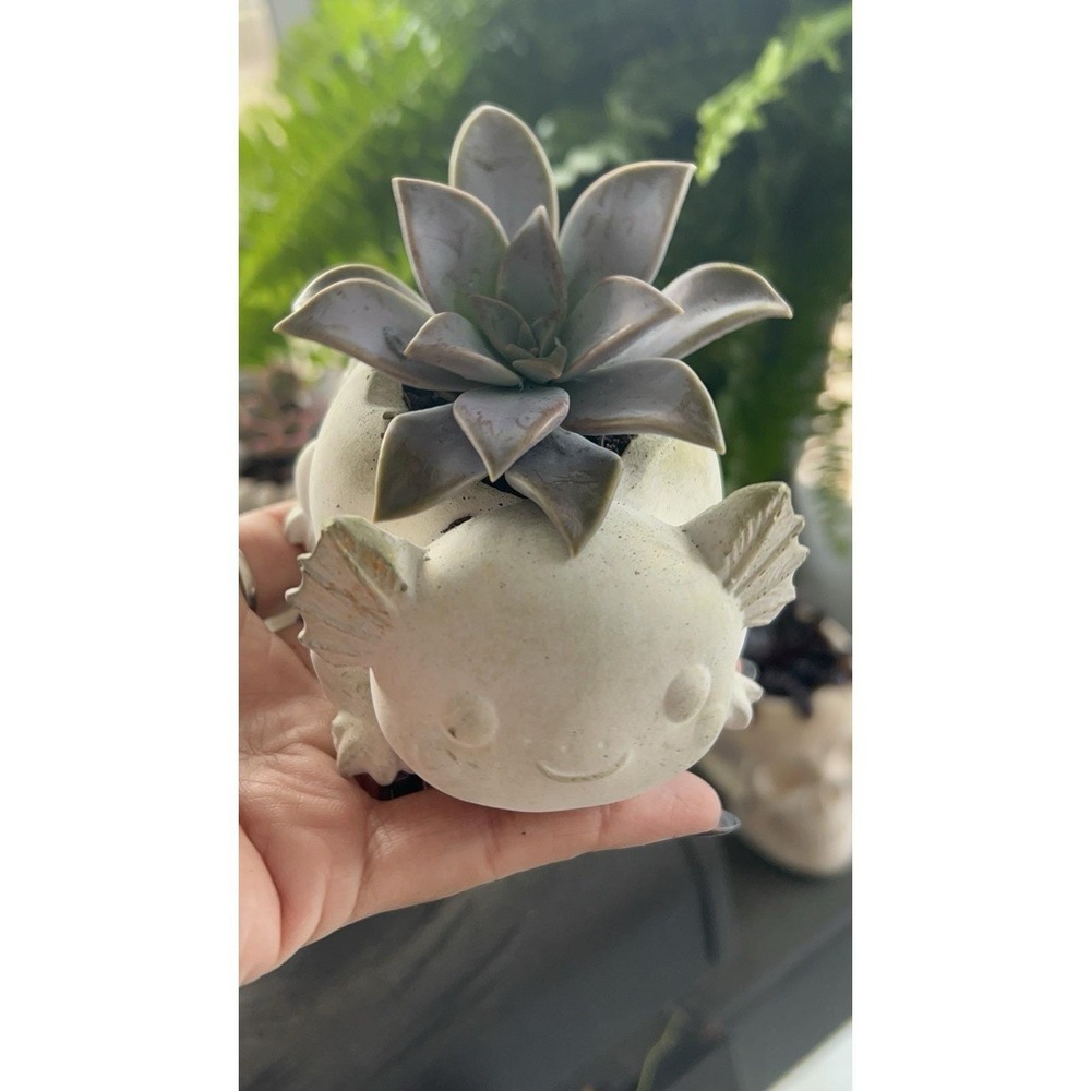 2 Axolotl  Concrete Planter Gold– Handmade Cement Succulent Plant  Pot, Handmade